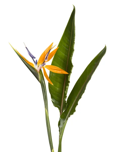 Strelitzia Reginae Květ Listy Pták Ráje Květ Tropické Květiny Izolované — Stock fotografie