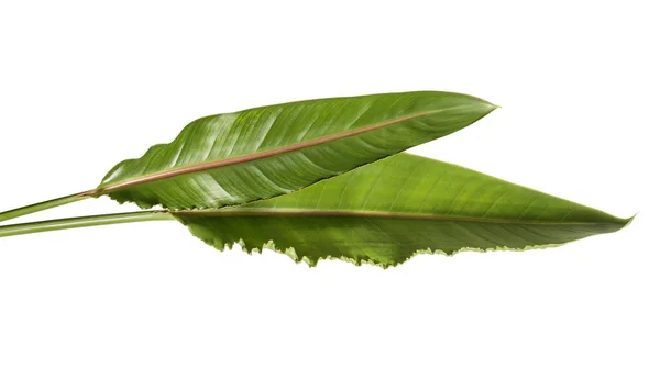 Strelitzia Reginae Blätter Paradiesvogel Laub Tropisches Blatt Isoliert Auf Weißem — Stockfoto