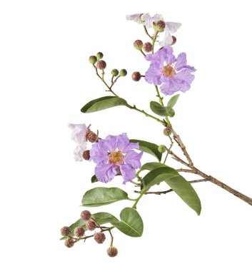 Yaprakları ve çiçek tomurcukları olan banaba çiçeği, tropikal çiçekler, beyaz arka planda izole edilmiş mor çiçekler, kırpma yolu ile   