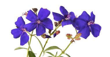 Malabar melastome çiçekler, Tropikal mor çiçek beyaz arka plan izole, kırpma yolu ile    