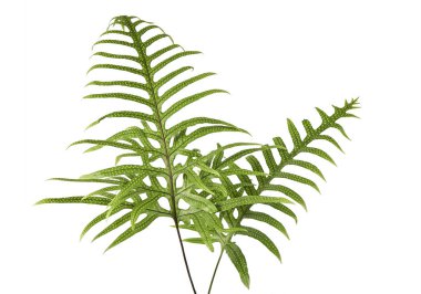 Siğil otu yaprağı, süs yeşilliği, beyaz arka planda izole edilmiş eğreltiotu, kırpma yolu ile                         