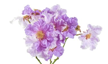 Banaba çiçeği, Tropikal çiçekler, mor çiçekler beyaz arka planda izole edilmiş, kırpma yolu ile   