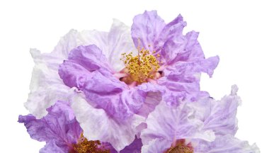 Banaba çiçeği, Tropikal çiçekler, mor çiçekler beyaz arka planda izole edilmiş, kırpma yolu ile   