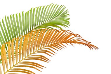 Yellow palm leaves (Dypsis lutescens) or Golden cane palm, Areca palm leaves, Tropical foliage isolated on white background with clipping path    clipart