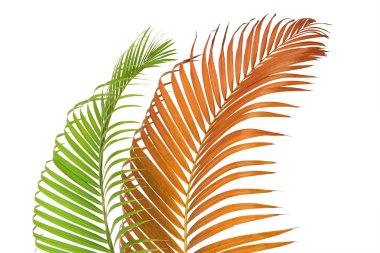 Sarı palmiye yaprakları (Dypsis lutescens) veya Altın baston palmiye, Areka palmiye yaprakları, kırpma yolu olan beyaz arka planda izole tropikal yapraklar   