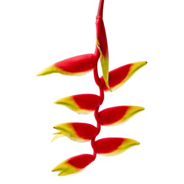 Heliconia rostrata çiçek, Tropikal çiçekler beyaz arka plan izole, kırpma yolu ile 