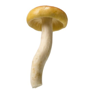 Amanita princeps mantar, Yabani mantar beyaz arka plan üzerinde izole, kırpma yolu ile