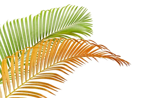 Sarı Palmiye Yaprakları Dypsis Lutescens Veya Altın Baston Palmiye Areka — Stok fotoğraf