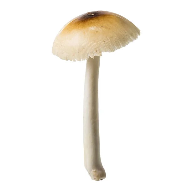 阿马尼塔王子蘑菇 野生蘑菇隔离在白色背景 与剪辑路径 — 图库照片