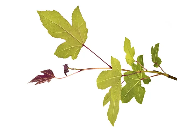 Acer Listí Zelené Javorové Listy Izolované Bílém Pozadí Výstřižkovou Cestou — Stock fotografie