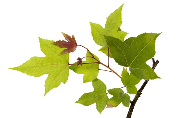 Acer Listí Zelené Javorové Listy Izolované Bílém Pozadí Výstřižkovou Cestou — Stock fotografie