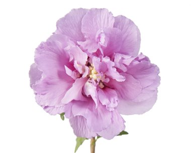 Hibiscus syriacus - Şaron Gülü, Tropikal mor çiçek beyaz arka plan üzerinde izole, kırpma yolu ile                         