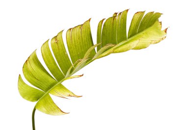 Heliconia chartacea yaprakları, tropikal yaprak, cennet kuşu yaprakları beyaz arka planda izole edilmiş, kırpma yolu ile   
