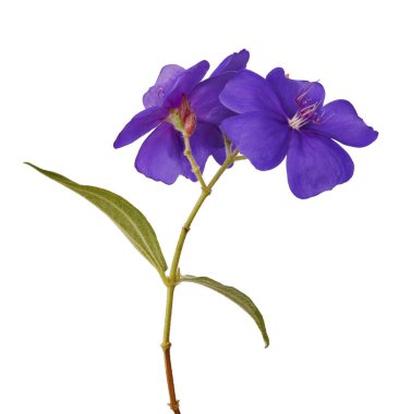 Malabar melastome çiçekler, Tropikal mor çiçek beyaz arka plan izole, kırpma yolu ile    