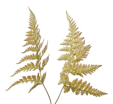 Eğrelti otu yaprağı, Süs yaprakları, Egzotik eğrelti otu beyaz arka plan üzerinde izole, kırpma yolu ile