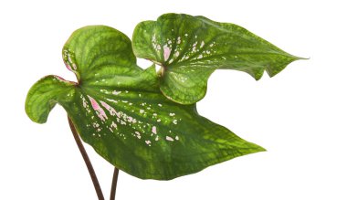 Pembe yapraklı ve yeşil damarlı Caladium bicolor (Florida tatlım), beyaz arka planda izole edilmiş pembe Caladium yaprağı, kırpma yolu ile                                    