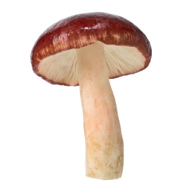Russula rosacea mantarı, kırmızı mantar beyaz arka plan üzerinde izole, kırpma yolu ile