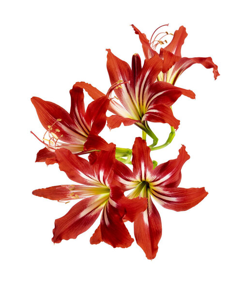 Hippeastrum Hybrid or Amaryllis flowers, Red amaryllis flowers isolated on white background, with clipping path                             