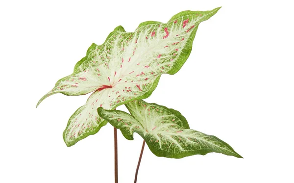 Caladio Bicolor Con Hoja Blanca Venas Verdes Gingerland Caladium Follaje — Foto de Stock