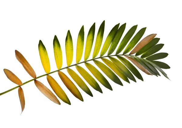 Kartong Palm Eller Zamia Furfuracea Eller Mexikanska Cycad Blad Tropiska — Stockfoto