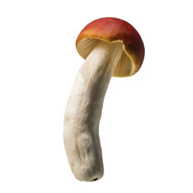 Russula rosacea mantarı, kırmızı mantar beyaz arka plan üzerinde izole, kırpma yolu ile