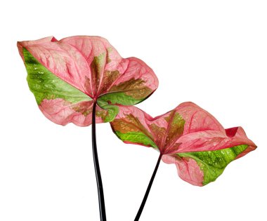 Caladium bicolor yaprağı ya da Yaprak Bitkileri Kraliçesi, beyaz arka planda izole edilmiş iki renkli yaprak, kırpma yolu                                 