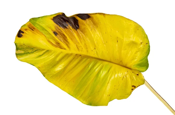 Şeytan sarmaşığı, Altın sazanlar, Epipremnum aureum, kalp şeklinde yapraklar beyaz arka planda izole edilmiş büyük yapraklar, kırpma yolu.