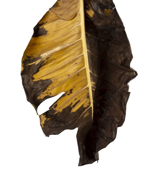 Duivelsklimop Golden Pothos Epipremnum Aureum Hartvormige Bladeren Wijnstok Met Grote — Stockfoto