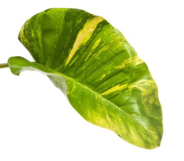 Şeytan sarmaşığı, Altın sazanlar, Epipremnum aureum, kesme yolu olan beyaz arka planda izole edilmiş.