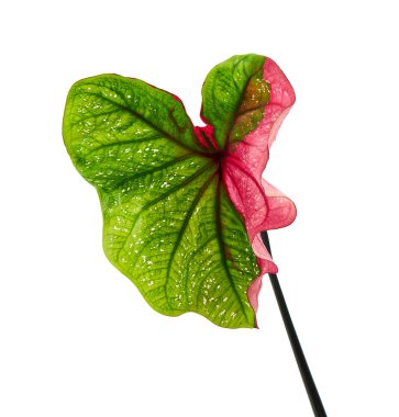 Caladium bicolor yaprağı ya da Yaprak Bitkileri Kraliçesi, beyaz arka planda izole edilmiş iki renkli yaprak, kırpma yolu                                                          