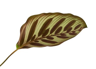 Calathea makoyana yaprakları, Tavuskuşu bitkisi ya da katedral pencereleri, egzotik tropikal yaprak, kırpma yolu olan beyaz arka planda izole edilmiş. 