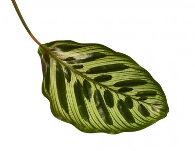 Calathea makoyana yaprakları, Tavuskuşu bitkisi ya da katedral pencereleri, egzotik tropikal yaprak, kırpma yolu olan beyaz arka planda izole edilmiş. 