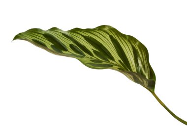 Calathea makoyana yaprakları, Tavuskuşu bitkisi ya da katedral pencereleri, egzotik tropikal yaprak, kırpma yolu olan beyaz arka planda izole edilmiş. 