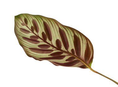 Calathea makoyana yaprakları, Tavuskuşu bitkisi ya da katedral pencereleri, egzotik tropikal yaprak, kırpma yolu olan beyaz arka planda izole edilmiş. 