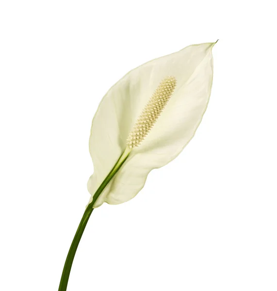 Σπάθιο Λουλούδι Κρίνος Της Ειρήνης Φρέσκο Λευκό Λουλούδι Απομονώθηκε Λευκό — Φωτογραφία Αρχείου