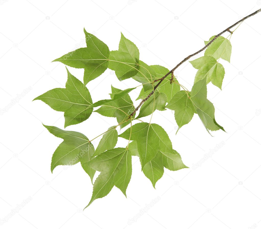 Acer foliage, Green maple leaves, isolated on white background with clipping path 