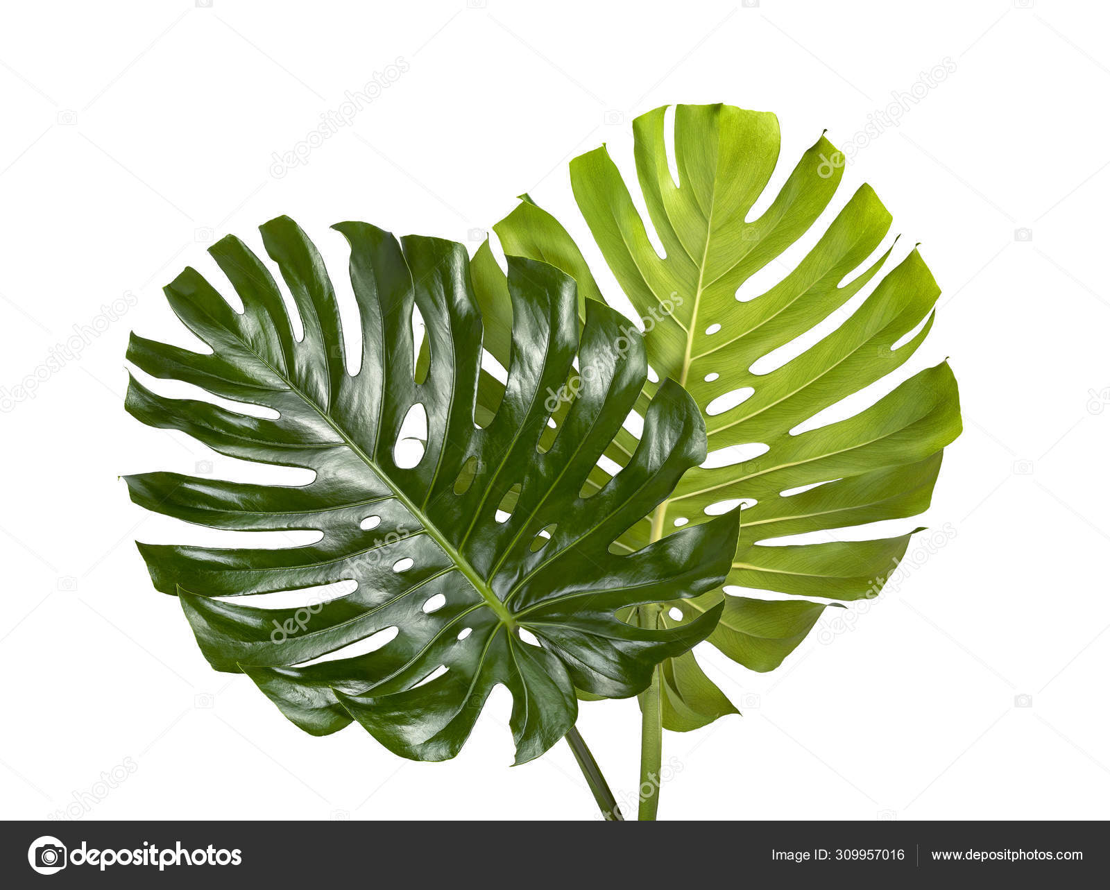 Monstera Deliciosa Leaf Swiss Cheese Plant Tropical Leaves