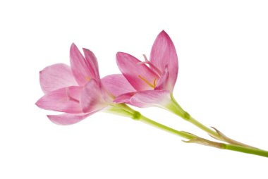 Pembe yağmurlu zambak çiçeği, Pembe çiçek beyaz arka planda soyutlanmış, kırpma yolu ile