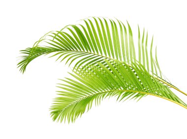 Sarı palmiye yaprakları (Dypsis lutescens) veya Altın baston palmiye, Areka palmiye yaprakları, kırpma yolu olan beyaz arka planda izole tropikal yapraklar   