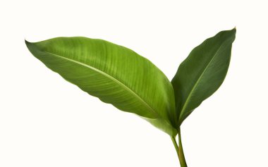 Strelitzia reginae, Heliconia, Tropikal yaprak, Cennet Kuşu yaprakları beyaz arka planda izole edilmiş, kırpma yolu ile