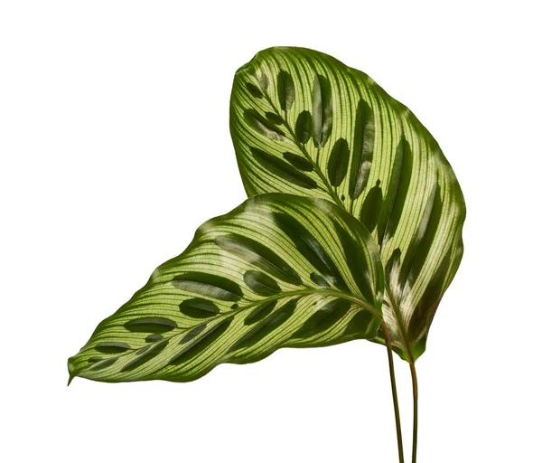 Calathea makoyana yaprakları, Tavuskuşu bitkisi ya da katedral pencereleri, egzotik tropikal yaprak, kırpma yolu olan beyaz arka planda izole edilmiş. 