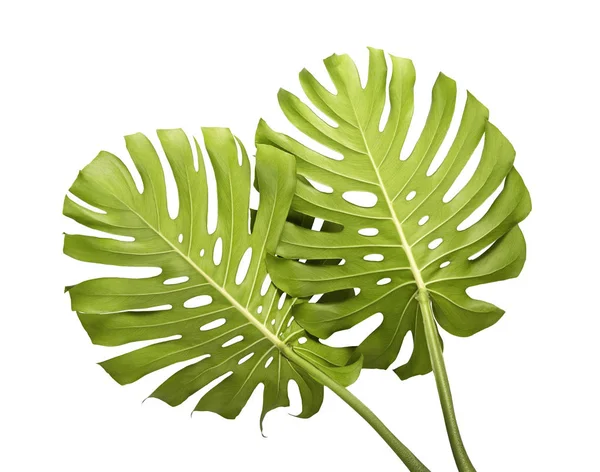 Monstera Deliciosa Blatt Oder Schweizer Käsepflanze Tropische Blätter Isoliert Auf — Stockfoto