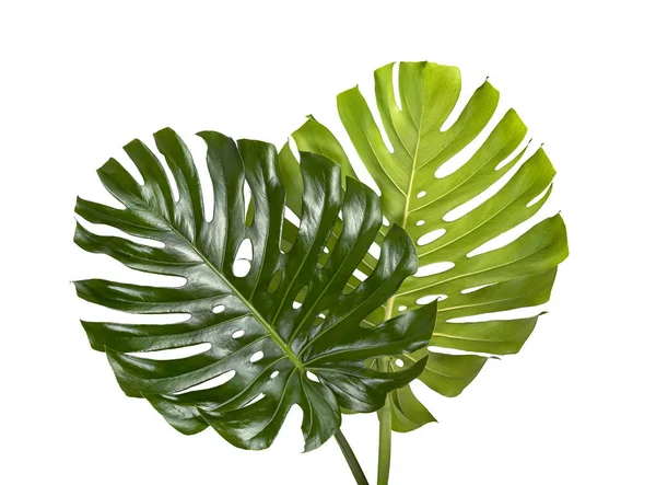 Monstera deliciosa yaprak veya İsviçre peynir bitkisi, Tropikal yaprakları beyaz arka plan üzerinde izole, kırpma yolu ile