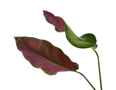 Calathea ornata (ince çizgili Calathea) yaprakları, tropikal yapraklar beyaz arka planda izole edilmiş, kırpma yolu ile                               