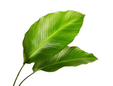 Calathea yaprağı, egzotik tropikal yaprak, büyük yeşil yaprak, kesme yolu ile beyaz arka planda izole