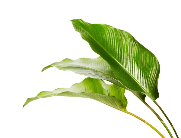 花椰菜叶 异型热带叶 大绿叶 白色背景下隔离 有切割路径 — 图库照片