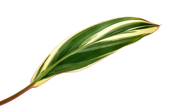 Variegated Cordyline Fruticosa Növényi Levelek Színes Lombozat Egzotikus Trópusi Levél — Stock Fotó