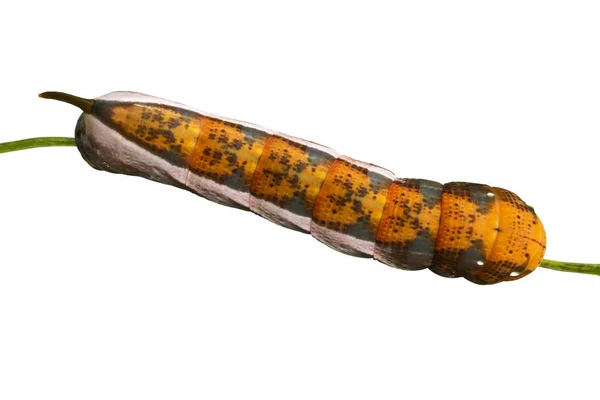 나방의 애벌레인 오렌지 애벌레는 배경에 분리되어 있었고 놓았다 — 스톡 사진
