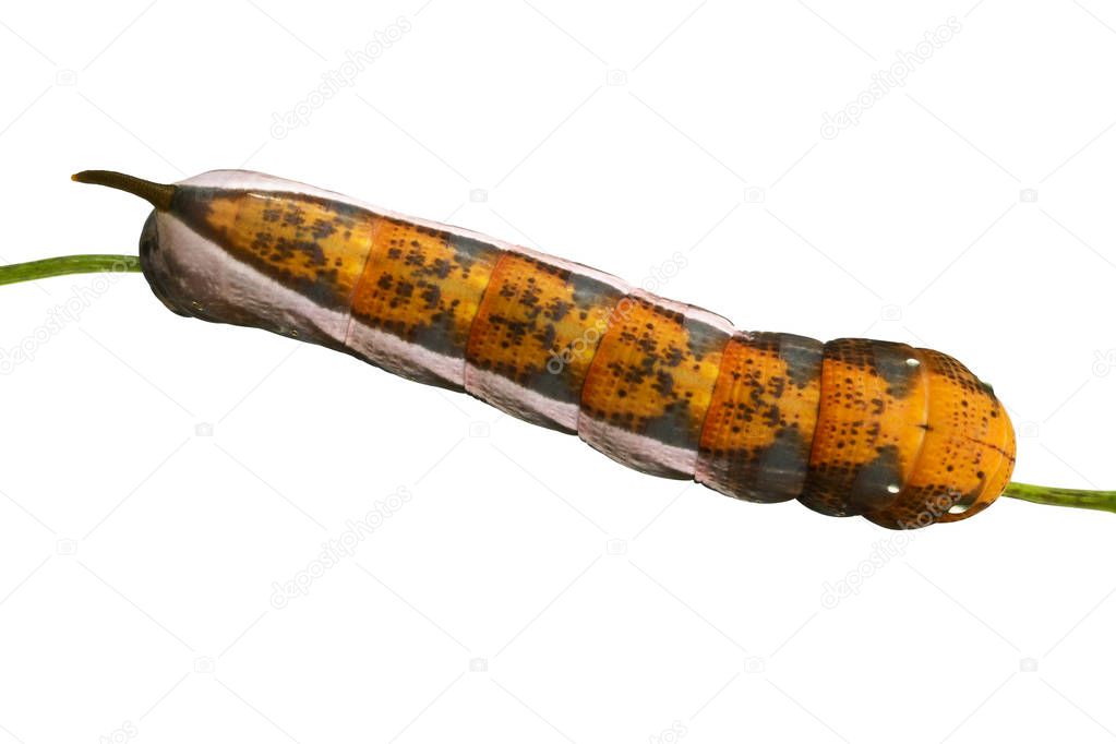 Caterpillar of Sphinx moth, Orange hornworm larva isolated on white background, with clipping path
