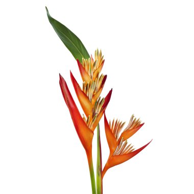 Heliconia psittacorum flower with leaf, Tropical orange flower isolated on white background, with clipping path  clipart
